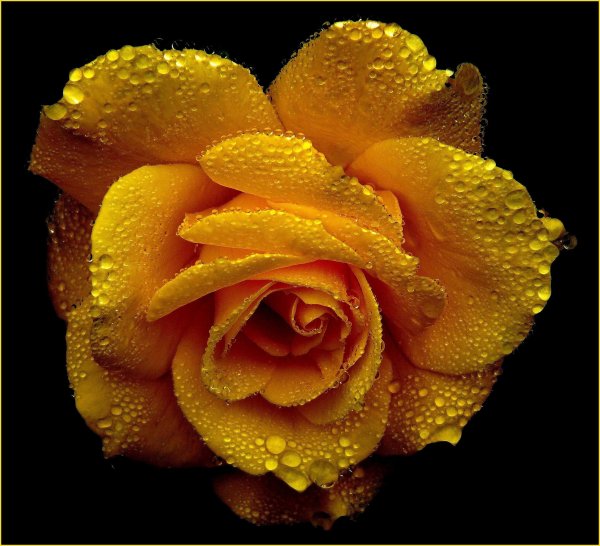 Роза желтая Голден
