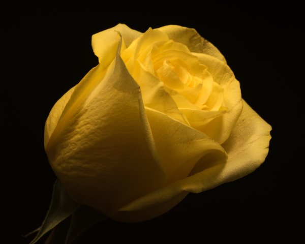 Цветы желтые розы на черном фоне