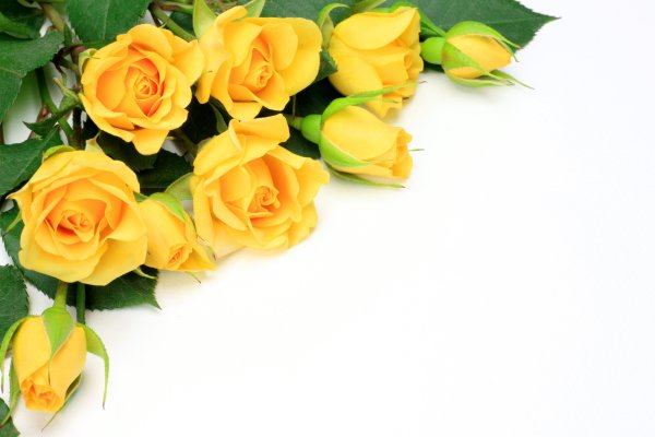 Рамки с желтыми розами для текста
