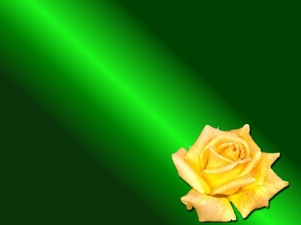 Желто зеленые розы