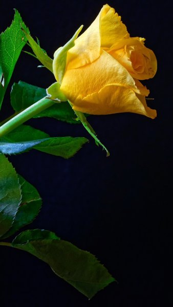 Одна желтая роза