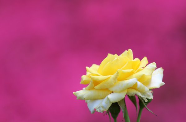Цветы розовый желтый
