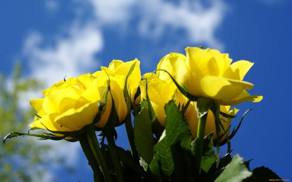 Желтые солнечные розы
