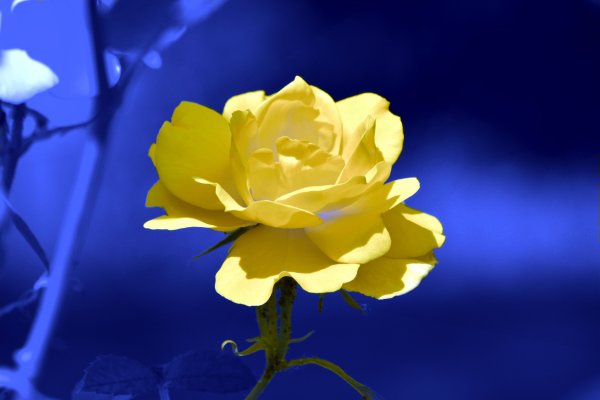 Желтые цветы на синем фоне