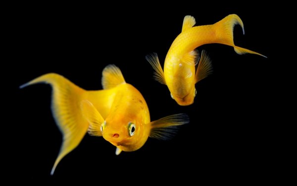 Желтые аквариумные рыбки