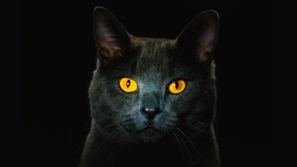 Бомбейская кошка черная с желтыми глазами