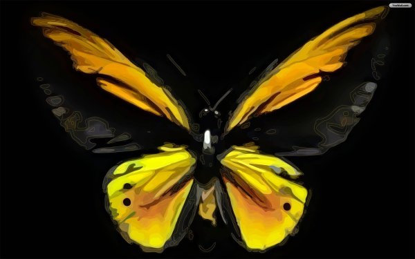 Желто черная бабочка