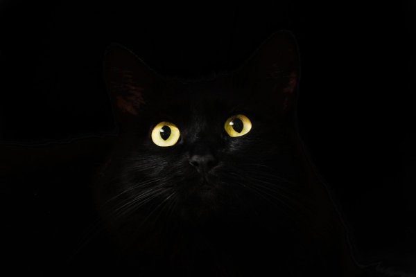 Black Cat жилец