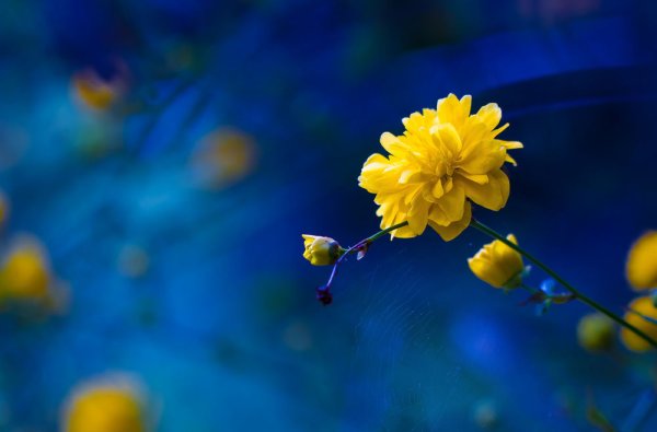 Желтые цветы на голубом
