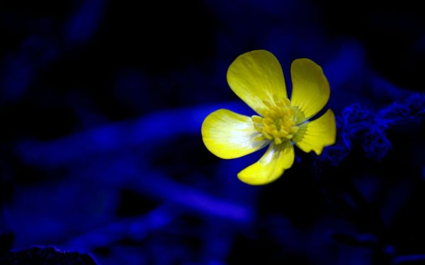 Желтые цветы на голубом фоне