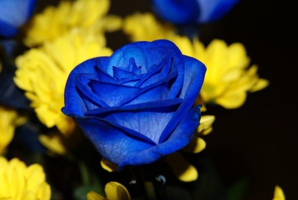 Розы синего цвета