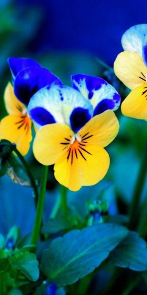 Анютины глазки синие цветы