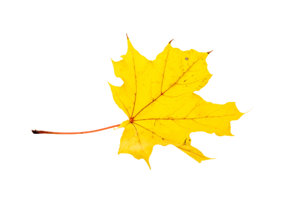 Осенние кленовые листья на прозрачном фоне