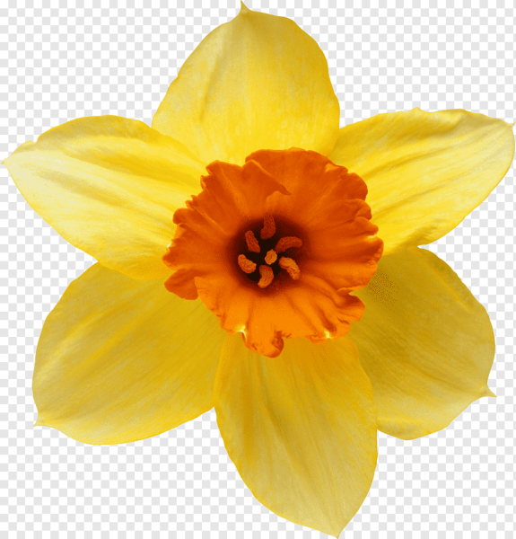 Нарцисс цветок одиночный