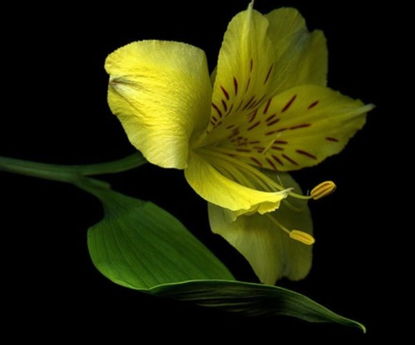 Альстромерия цветы желтые