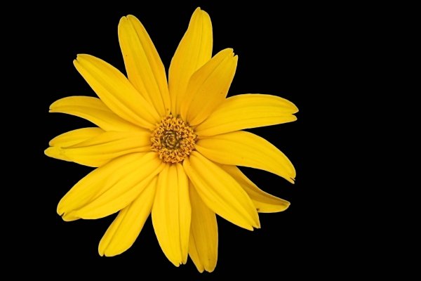 Желтые цветочки
