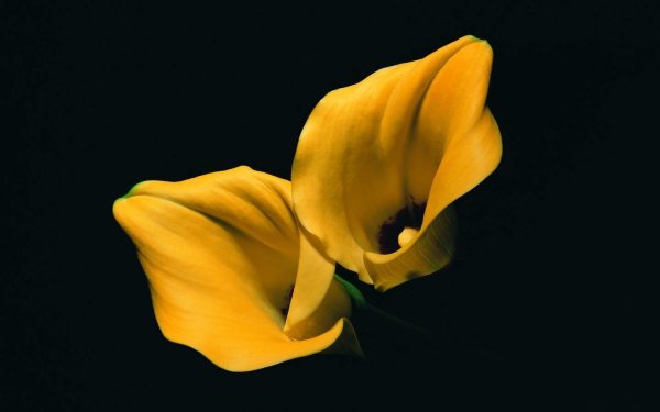 Лилия Калла цветок