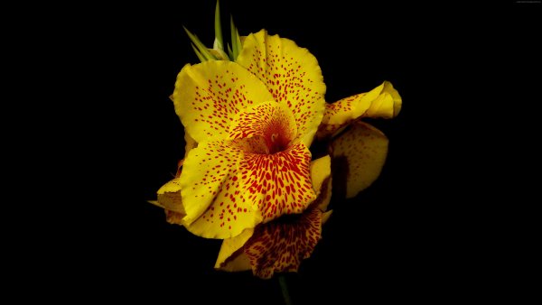 Цветок Канна желтый лепесток