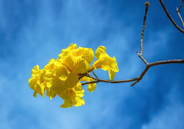 Желтый цветок на фоне неба