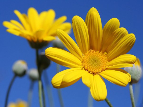 Желтый цветок на голубом фоне