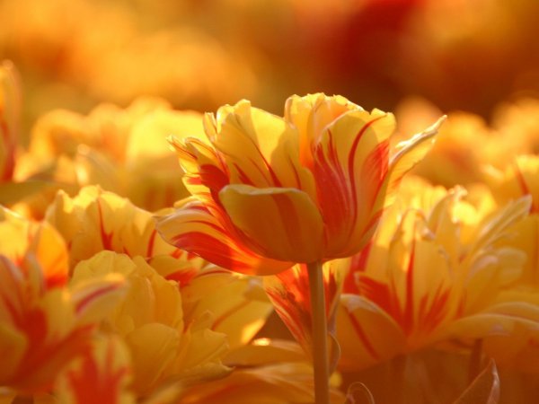 Нежные желто оранжевые цветы