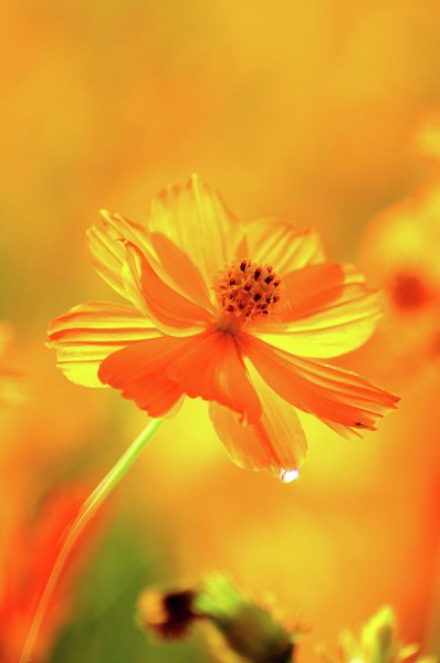 Желто оранжевые цветочки
