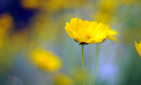 Желтый цветок на сером фоне