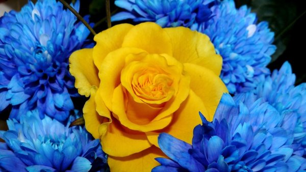 Лютик цветок голубой