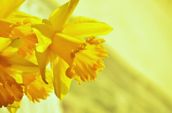 Солнечный желтый. (Daffodil)