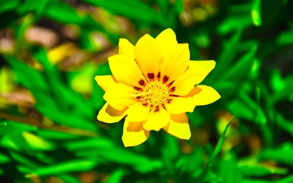 Желто-зеленые цветы