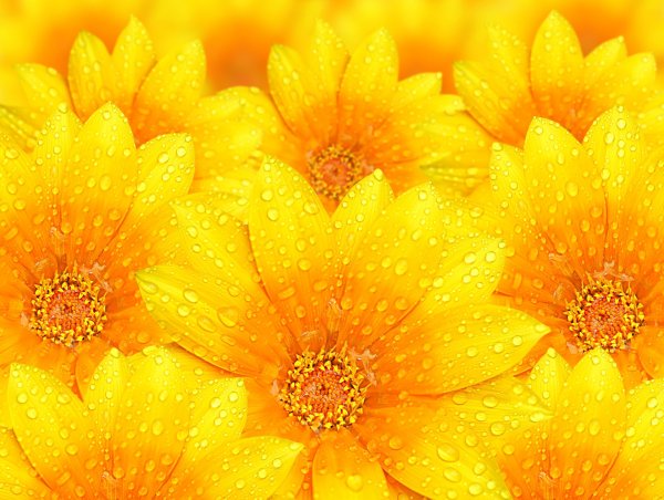 Желтый цветок на желтом фоне