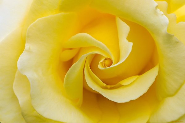 Желто розовые розы