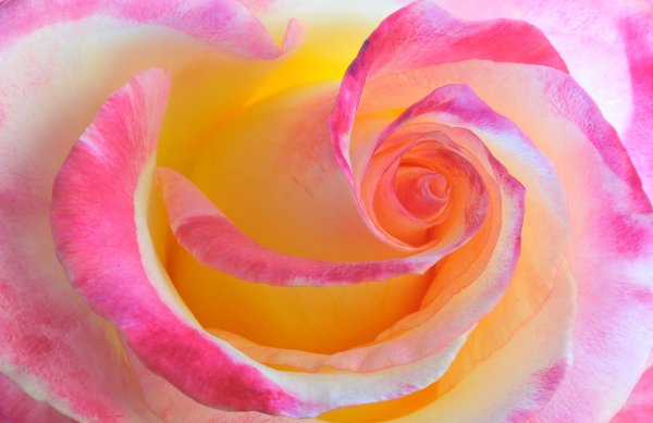 Розы розового цвета