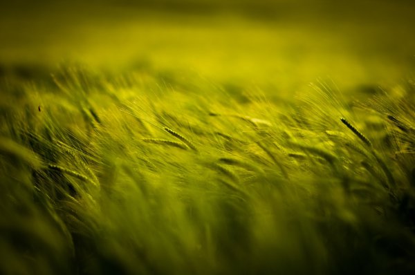 Желтая трава
