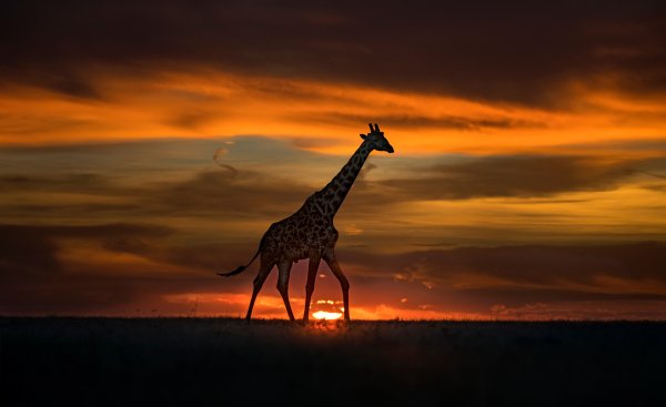 Жирафы на фоне заката