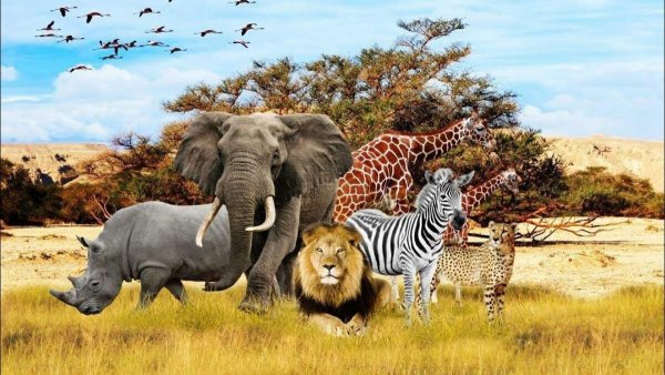 Животные африки фон