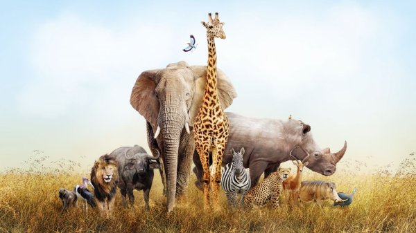 Животные африканской саванны