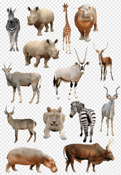 Животные африки на белом фоне
