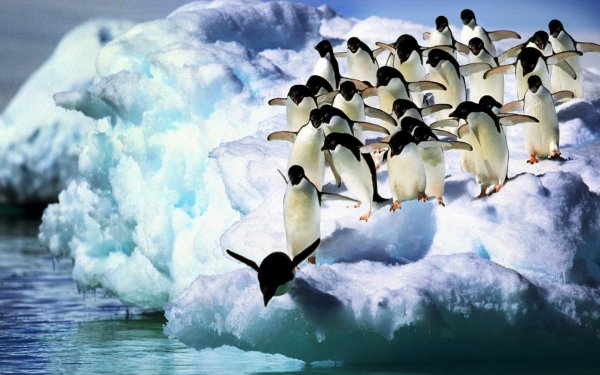 Животные антарктиды фон