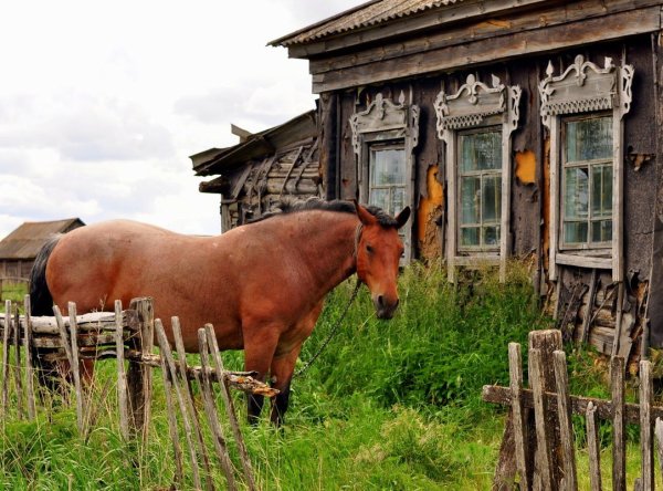 Лошадки в деревне