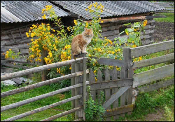 Кошка в деревне