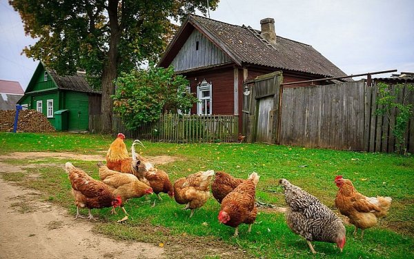 Курочки в деревне