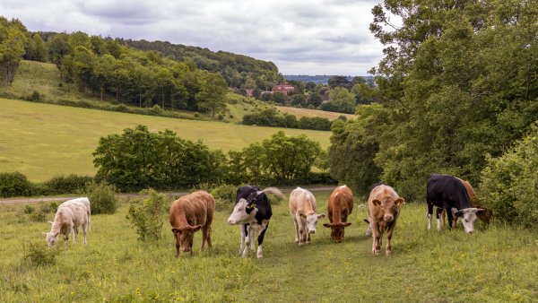 Коровы пасутся в деревне