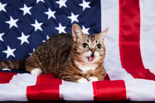 Кот с флагом США