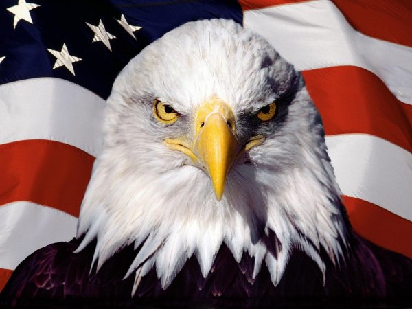 Белоголовый Орлан на гербе США
