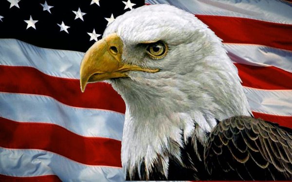 Белоголовый Орлан на гербе США