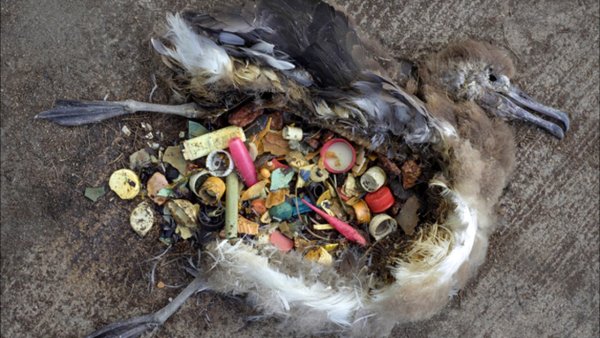 Животные на фоне мусора