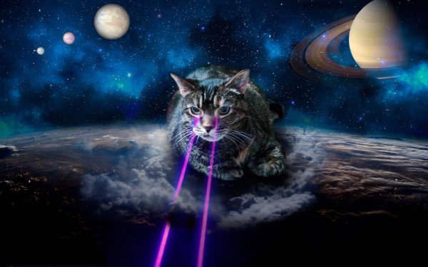 Котенок в космосе