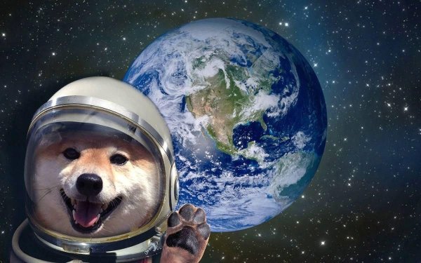 Собачка в космосе