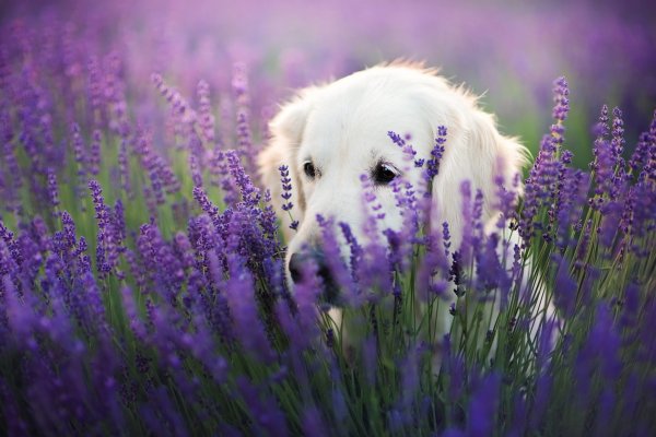 Собака в фиолетовых цветах